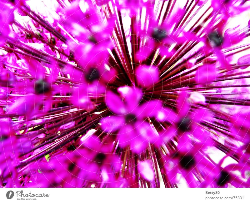 Zum Kern der Sache Blume Blüte violett rosa Frühling Sommer knallig Makroaufnahme Nahaufnahme flower Detailaufnahme Natur mehrfarbig