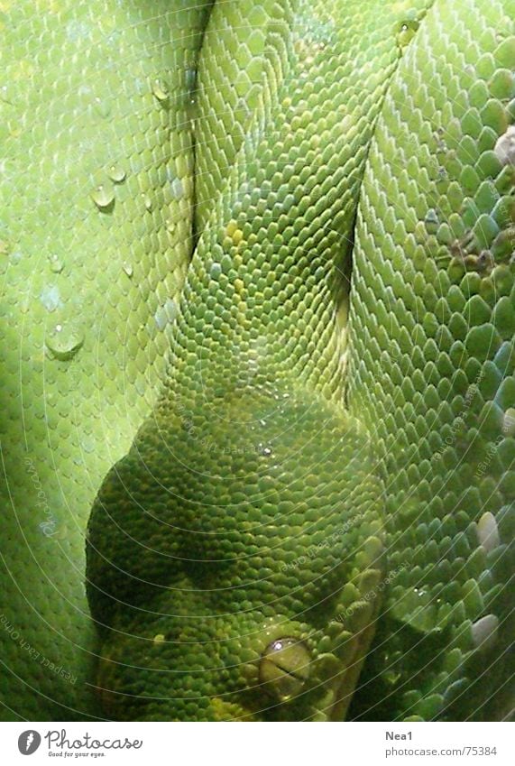 Mimikry Tier Sünde Innenaufnahme grün Reptil Zoo Schlange