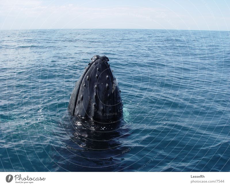 Neugieriger Wal nah Meer Pazifik Australien Whalewatching