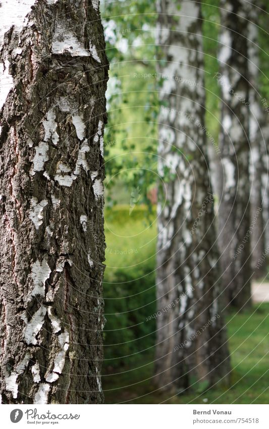 4-teiliger Kleiderschrank Baum Gras Sträucher Park hell grün weiß Baumrinde Birke Kontrast Gruppe von Objekten Reihe Holz Strukturen & Formen gerade vertikal