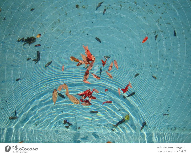 vergangener sommer Freibad Bad Schwimmbad Blatt Wellen rot ruhig Sommer Vergangenheit Herbst Wellenform Wasser verfallen blau Schatten water swimming