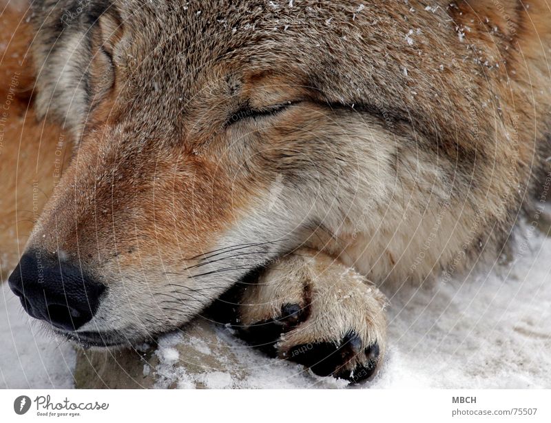 Schlafen Wolf Mongolei gefährlich schlafen Halbschlaf Erholung Winter kalt Schnauze Pfote mongolisch mongolischer wolf Wildtier kraft tanken kraft sammeln