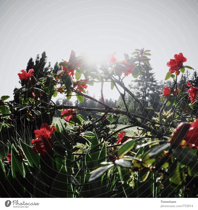 Heimkommen | der vertraute Garten. Umwelt Natur Schönes Wetter Pflanze Blühend Wachstum natürlich grau grün rot Gefühle Schatten Blüte Farbfoto Außenaufnahme