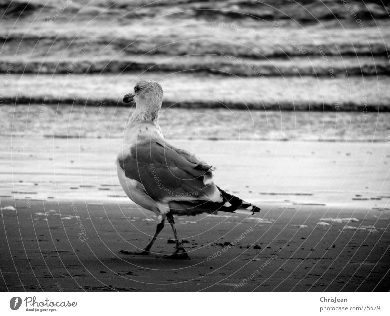 Titellos Strand Meer Tanzen Beine Sand Wasser Vogel gehen laufen schwarz weiß Borkum Alkoholisiert Möwe Möwenvögel Feder Schnabel tümplen weiß-schwarz ws dance
