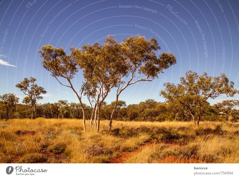 Karijini Australien Bush Landschaft Außenaufnahme Baum Sträucher rot Erde Tag Menschenleer Einsamkeit Natur Länder Tier Himmel