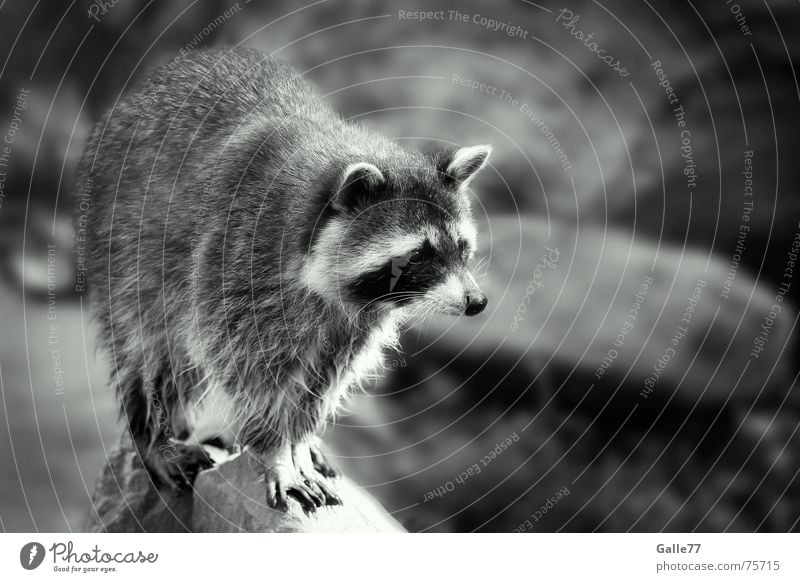 kleiner Waschbär Tier niedlich süß Gesichtsmaske raccoons bert ralph melissa cyril sneer cedric sneer kleinbär