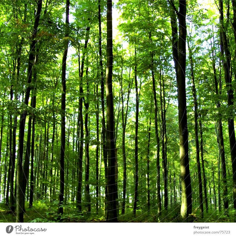 Harmony Part 2 harmonisch Zufriedenheit Erholung ruhig Baum Wald grün Idylle tree trees harmony Spaziergang Tag Sonnenstrahlen