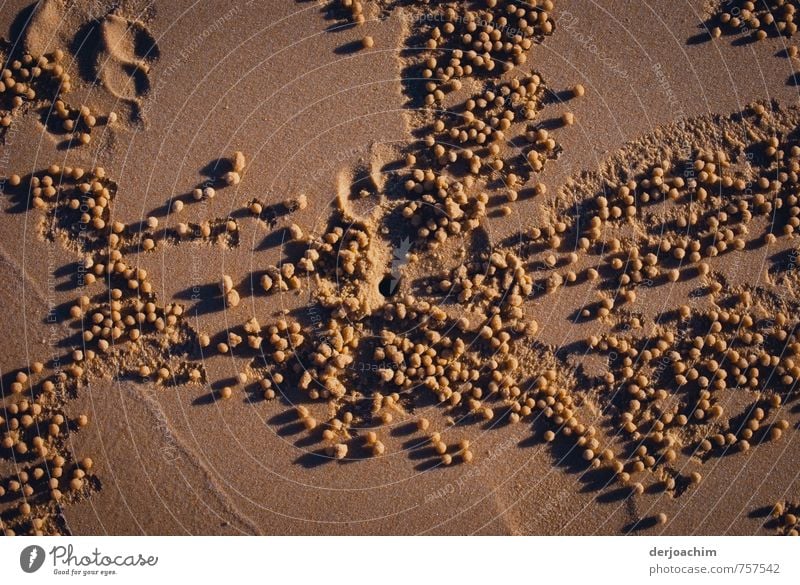 "sandbubbler"Seopimera: Kleine Krebse formen diese Sandkugeln am Strand von Rainbow Beach.- Queensland - Australia-   Zu Deutsch: " Sandkugelkrebs "   innerhalb von 5 Sekunden wird so eine Kugel geformt.Sie holen sich dadurch ihre Nahrung aus dem Sand.  Bi