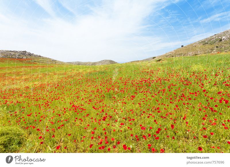MOHNWIESEN VON PREVELI Kreta Griechenland Preveli Blumenwiese Blütenmeer Mohn Natur Ferien & Urlaub & Reisen Reisefotografie Idylle Postkarte Sonnenstrahlen