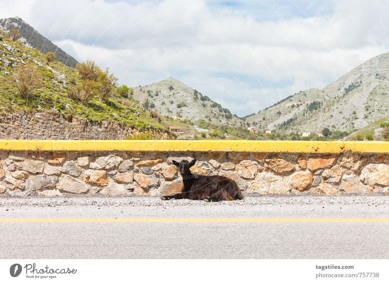 SCH*** TOURISTEN ... Kreta Griechenland Imbros Imbros-Schlucht Ziegen Straße Straßenrand Landstraße Tierporträt Pause Erholung ausruhend