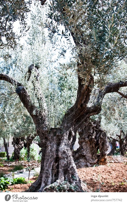 Olivenbaum Umwelt Natur Landschaft Pflanze Baum Ölberg Garten Park Israel Jerusalem Wachstum alt Christentum Farbfoto Außenaufnahme Menschenleer Tag Licht
