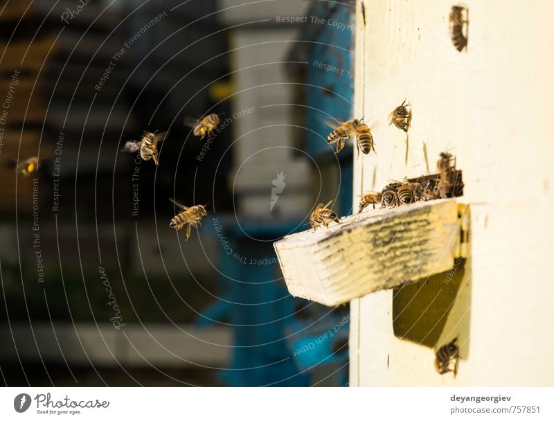 Bienen, die in den Rivalen eindringen. Sommer Arbeit & Erwerbstätigkeit Umwelt Natur Tier Schwarm natürlich blau Bienenstock Bienenkorb Imkerei Bienenzucht