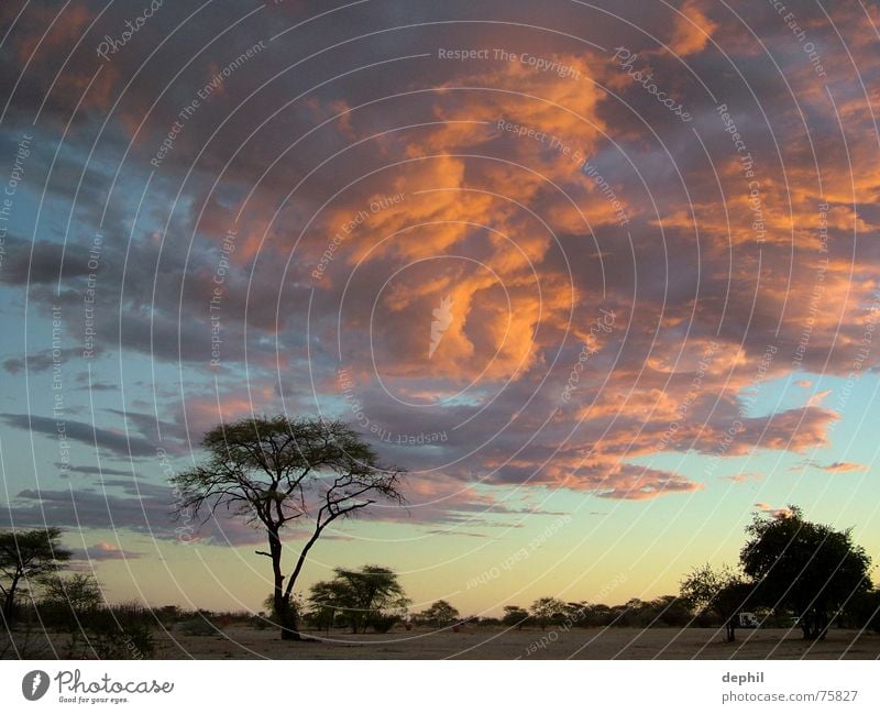 burning sky Dämmerung Sonnenuntergang Wolken Steppe Baum Afrika Namibia Etoscha-Pfanne Ferien & Urlaub & Reisen Süden Abend Himmel Landschaft