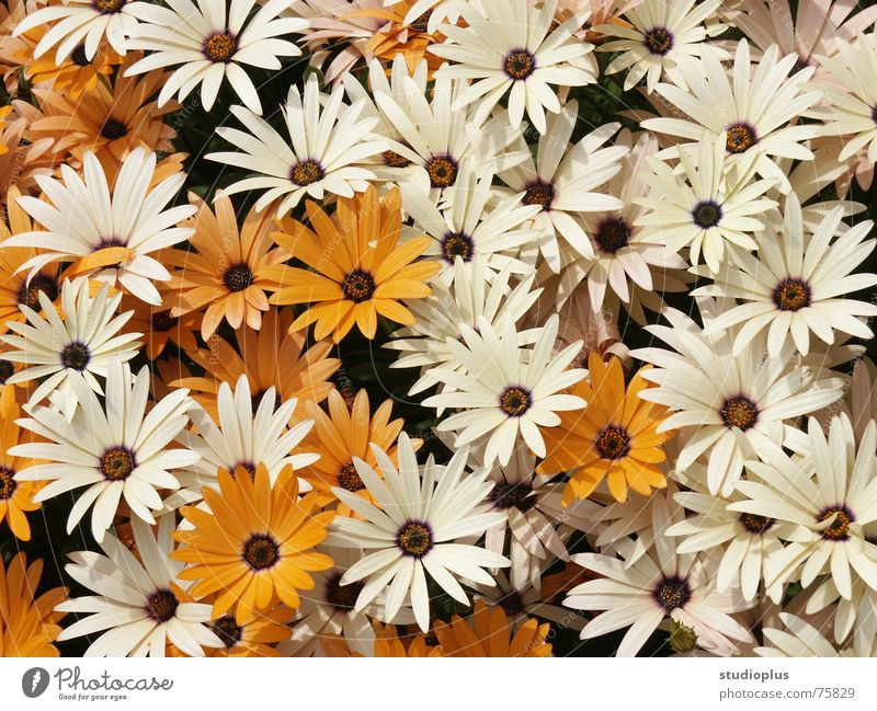 Blumenmeer weiß Blüte Blumenstrauß orange Natur motivbild