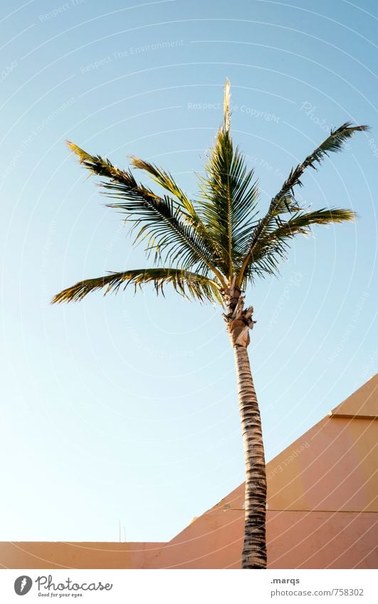 Palme Ferien & Urlaub & Reisen Ferne Wolkenloser Himmel Pflanze exotisch Architektur einfach hell schön Stimmung ästhetisch Erholung Farbfoto Außenaufnahme