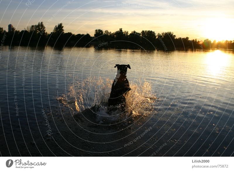 Und Laika sprang in den Sonnenuntergang ... Hund Labrador See Teich Herbst springen Tier Silhouette Abend Wasser Schwimmen & Baden Sommer
