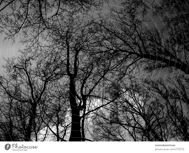 Baum dunkel Baumkrone Wald Wolken schwarz kalt Einsamkeit Baumstamm Himmel Ferne