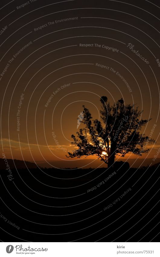 guten morgähn Baum Morgen Physik dunkel Sonnenaufgang Wiese feucht Nebel Weinberg Außenaufnahme Morgendämmerung Wärme Himmel Abenddämmerung