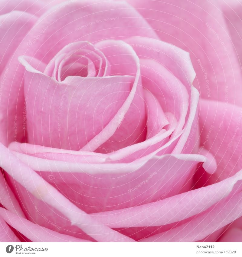 Rosa Rose Umwelt Natur Pflanze Frühling Sommer Blüte Garten Park ästhetisch Duft elegant hell trendy kuschlig Kitsch natürlich stachelig weich rosa Gefühle