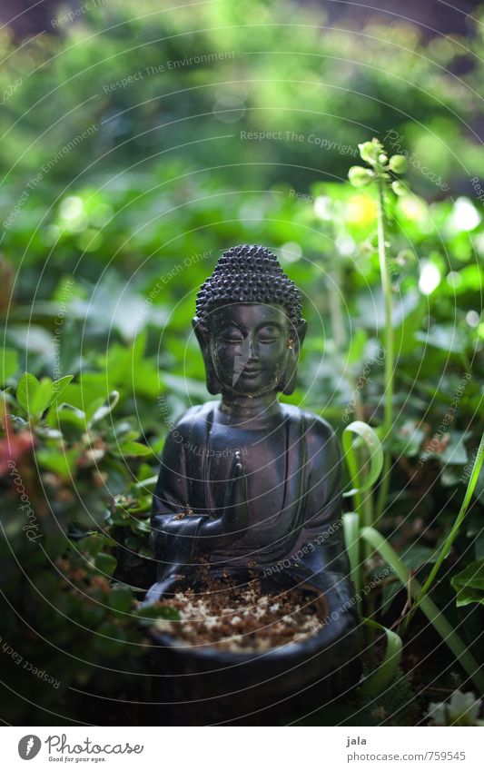 buddha Natur Pflanze Gras Sträucher Grünpflanze Garten Dekoration & Verzierung ästhetisch Buddha Buddha Statue Religion & Glaube Farbfoto Außenaufnahme
