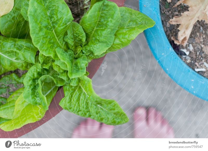 Gartenglück Lebensmittel Pflanze Nutzpflanze Salat natürlich grün Farbfoto Außenaufnahme Tag