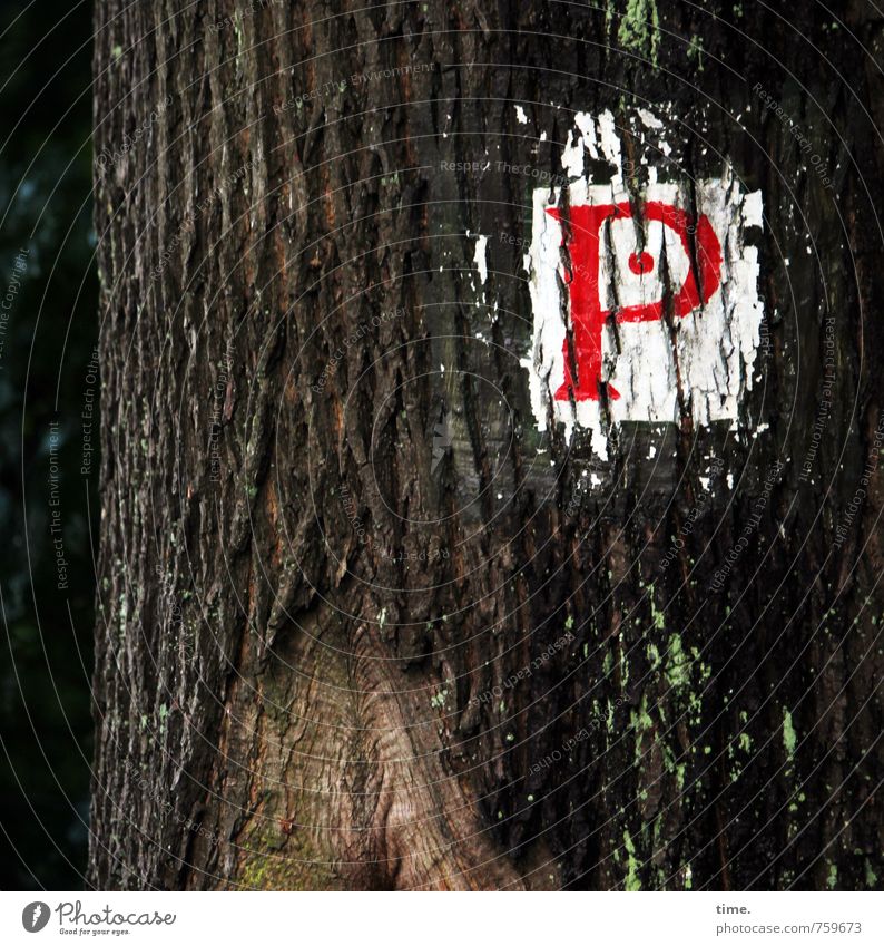 Parkplatz | selbstgemacht Umwelt Baum Verkehr Zeichen Schriftzeichen Schilder & Markierungen einzigartig Fürsorge Konzentration Ordnung Dienstleistungsgewerbe