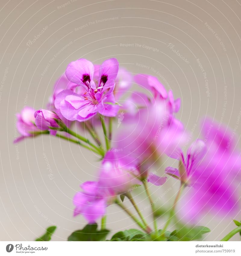 Blume Natur Pflanze Blatt Blüte Topfpflanze schön grün rosa weiß Farbfoto Außenaufnahme Tag Schwache Tiefenschärfe
