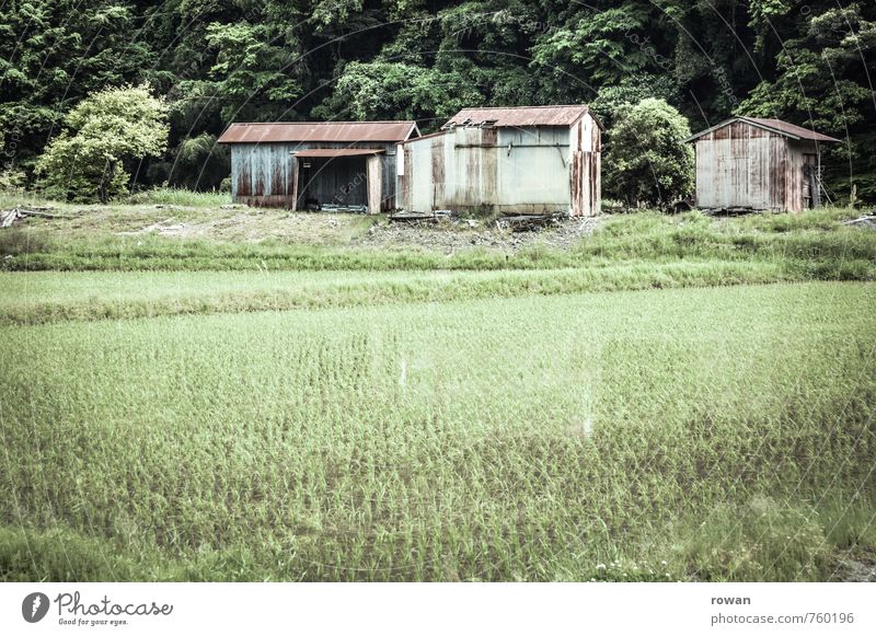 huetten Grünpflanze Nutzpflanze Feld Dorf Haus Hütte Bauwerk Gebäude grün Landwirtschaft Reis Reisfeld Wellblech Wellblechhütte Lagerschuppen Japan nass feucht