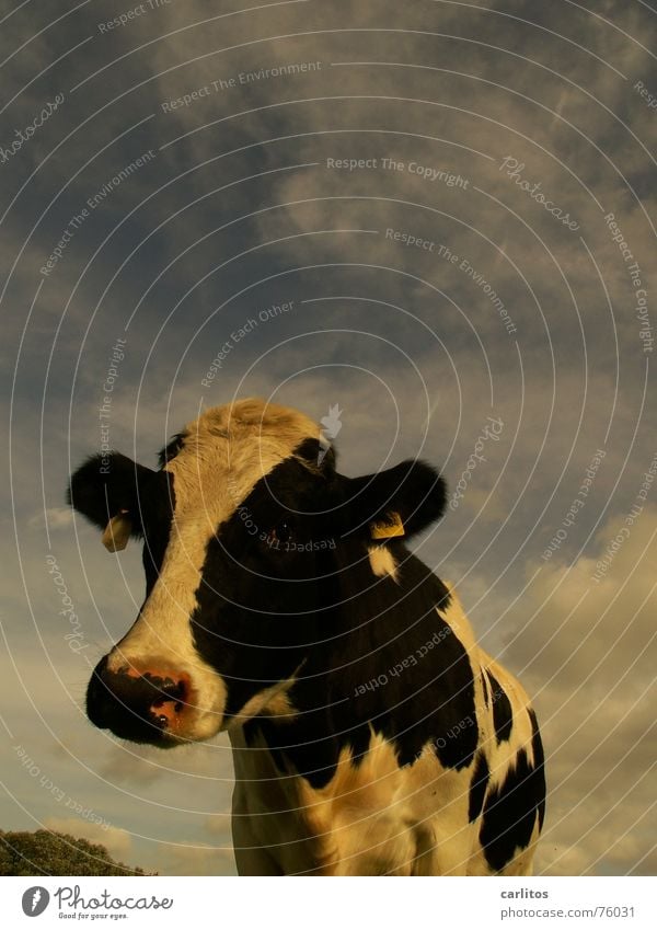 ich bin so kuhl !!! Kuh Neugier Wiese Landwirtschaft lustig Landleben Tier Interesse Blick Weide Schwarzweißfoto