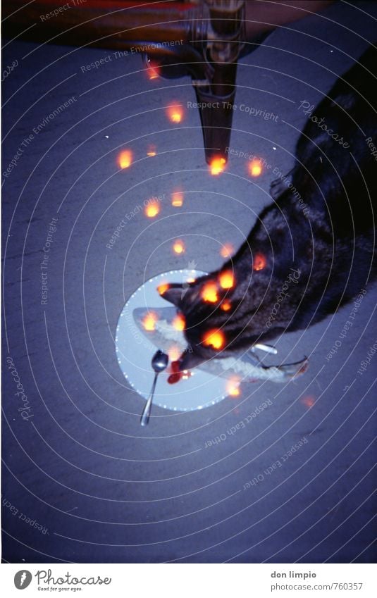 katze.geil Fisch Katze Fressen glänzend hocken leuchten nah retro trashig Mittelpunkt analog Blitze Teller Stuhl PVC Farbfoto Innenaufnahme Experiment