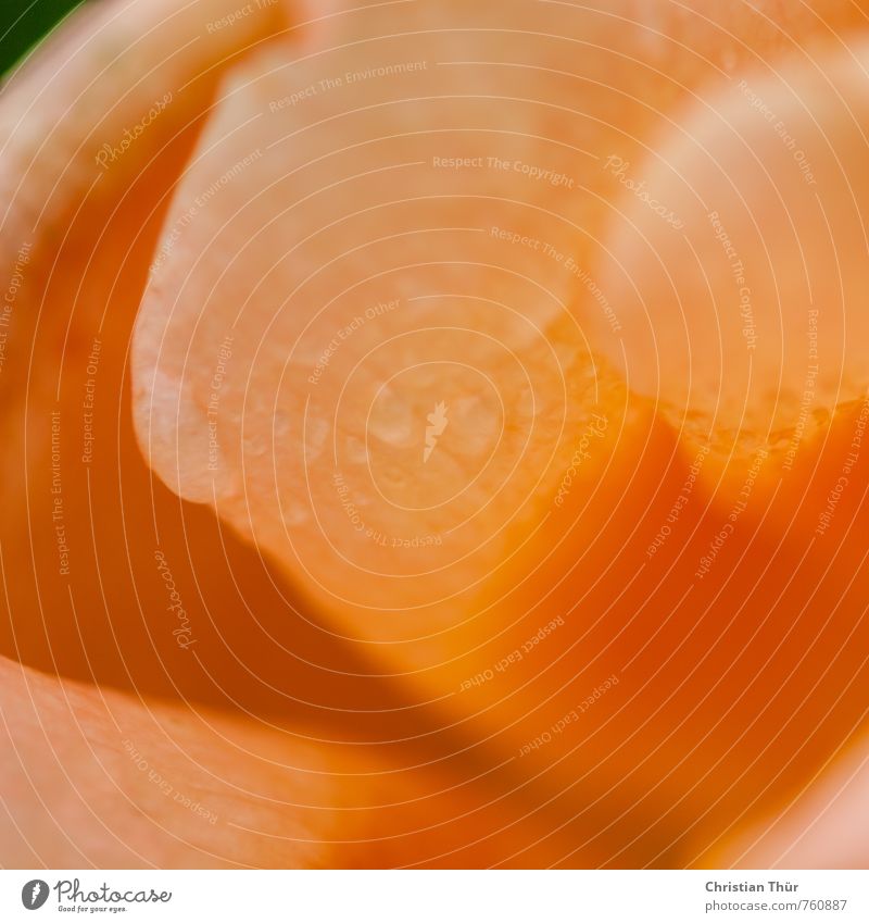 Wasserbad Umwelt Natur Pflanze Tier Frühling Regen Tulpe Blüte Garten ästhetisch frisch Gesundheit hell schön orange Außenaufnahme Detailaufnahme Makroaufnahme