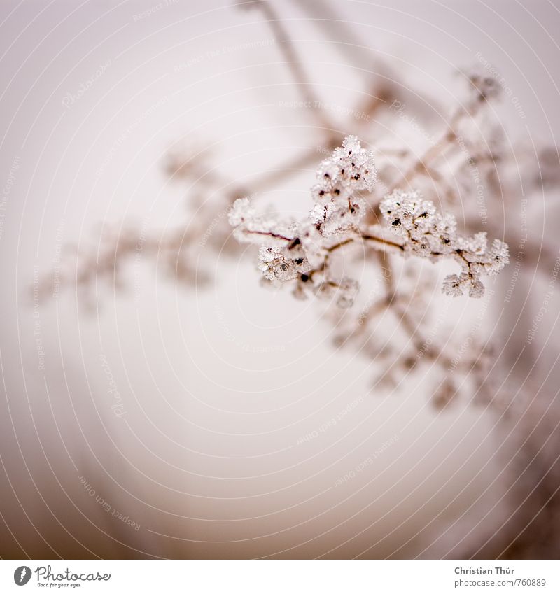 Frost Ausflug Schnee Winterurlaub Umwelt Natur Schönes Wetter Eis Pflanze Sträucher Erholung ästhetisch außergewöhnlich braun schwarz weiß Stimmung schön