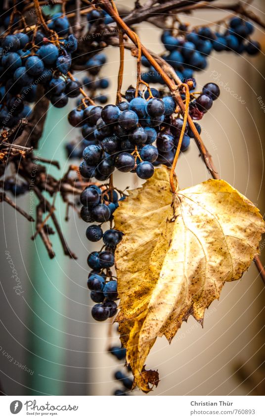 Weintraube Umwelt Herbst Schönes Wetter Blatt weintrauben verblüht ästhetisch glänzend rund saftig schön süß blau braun gold Stimmung Lebensfreude Farbfoto