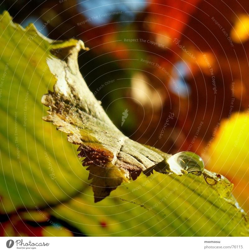 colours of nature Blatt Herbst Färbung blattrand Seil Wassertropfen Farbe Makroaufnahme Natur chromoplasten