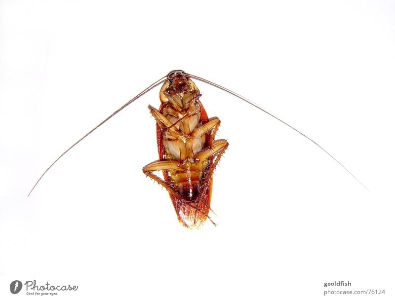 la cucaracha... Gemeine Küchenschabe Ekel Insekt Tier Fühler Pause gemütlickkeit liegen