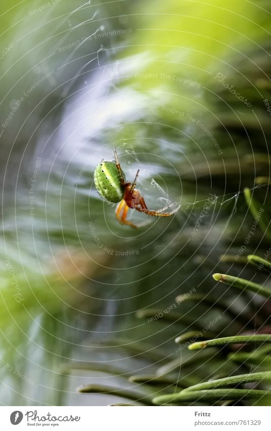 Green Spider ... Natur Tier Eibennadeln Spinne Kürbisspinne Webspinne Echte Webspinne Radnetzspinne Echte Radnetzspinne Araneae Araneomorphae Araneidae