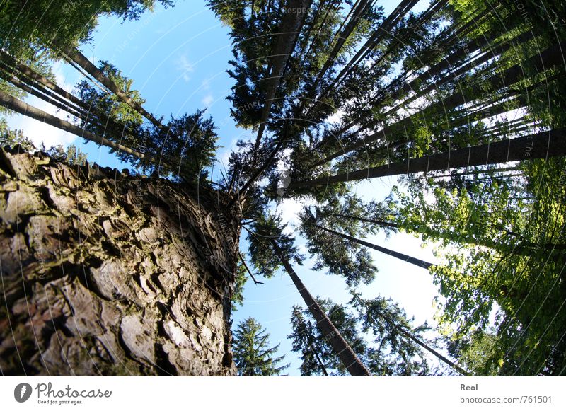 Eichhörnchenperspektive Umwelt Natur Landschaft Urelemente Erde Luft Sonnenlicht Frühling Sommer Wetter Schönes Wetter Baum Grünpflanze Wildpflanze Nadelwald