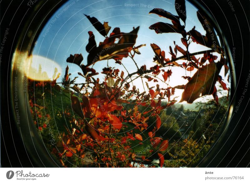 fischaugenherbst Stauden Herbst Blatt Pflanze Sträucher rot Vergänglichkeit Verzerrung rund Reflexion & Spiegelung Licht blenden Hügel Vordergrund Himmel