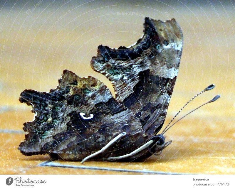 schmetterling Insekt Fluginsekt Schmetterling Tier Silhouette entfalten Makroaufnahme fliegen Profil Beine Flügel dunkle farben