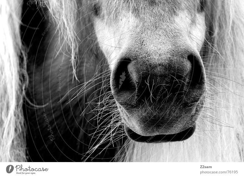 Zuckerschnutte nass Schnauze Kolben Fell Mähne Tier Pferd zuckerschnutte Nase Mund Haare & Frisuren animal animals horse Schwarzweißfoto
