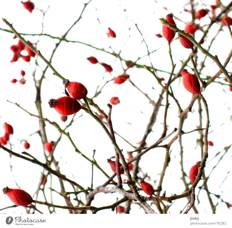 Gestrauchelt Pflanze kratzen rot stachelig Sträucher Herbst kalt Physik Zucker Süßstoff Löffel genießen Hintergrundbild weiß Natur Wachstum Dorn Frucht jucken