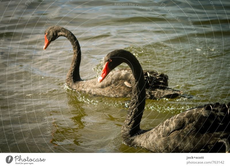 2 Black swans Wärme Wildtier Schwan Tier Blick elegant exotisch schwarz Zusammensein Tierliebe Stolz einzigartig Artenreichtum Silhouette Sonnenlicht Low Key