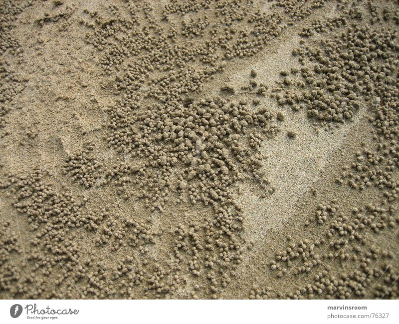 alien world Strand Nest crabs Sand Außerirdischer hole