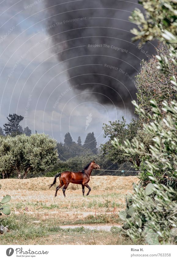 RichtungsWechsel [ausgeliefert II] Umwelt Natur Himmel Wolken Schönes Wetter Dürre Baum Wiese Pferd 1 Tier gehen trocken Angst Umweltverschmutzung Brand Rauch