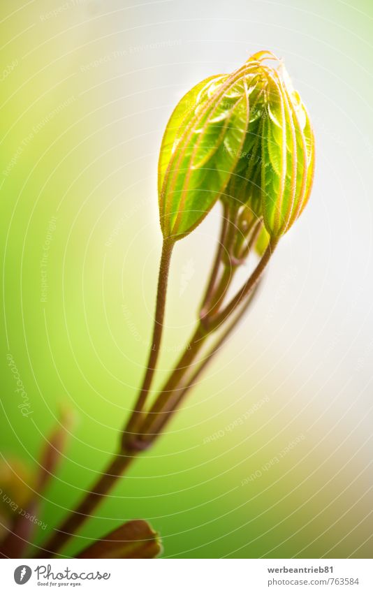Grüne Pflanze vor weichem Hintergrund Natur Wildpflanze Leben Wachstum grün Farbfoto Nahaufnahme Detailaufnahme Makroaufnahme abstrakt Menschenleer Tag