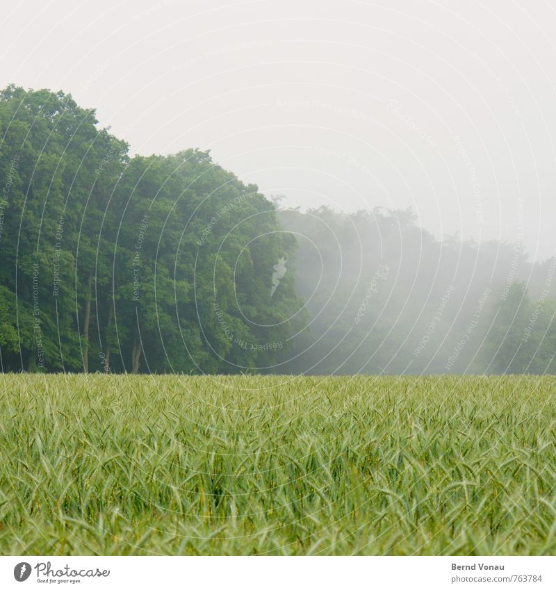Morgenfrische Wald Nebel Dunst Natur Getreide Landwirtschaft grün Feld ruhig Lebensmittel Versorgung trüb verschleiert Landschaft Außenaufnahme
