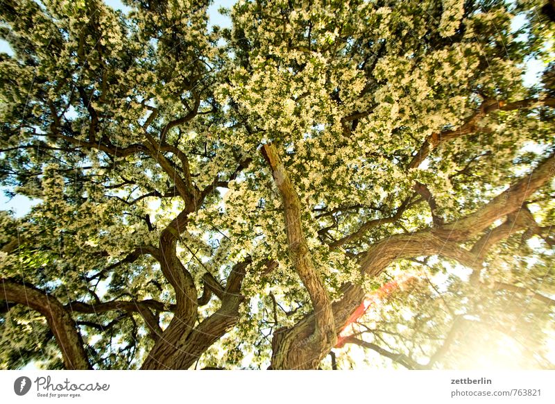 Baum Ast Zweig Sträucher Blühend Blüte hell blenden grell Morgen Sonnenstrahlen Licht Pflanze Wachstum Allee Strukturen & Formen Ordnung Hintergrundbild unruhig