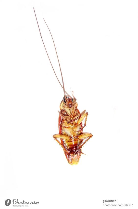 la cucaracha 2 Gemeine Küchenschabe Insekt Rückenlage Fühler braun gelb Siesta kleintier