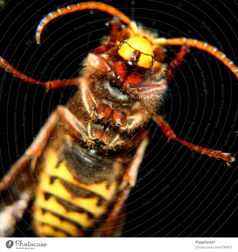 Hilde sagt: lass dich umarmen Hornissen Insekt stechen Fühler hilde Makroaufnahme beißen Schmerz Fuß