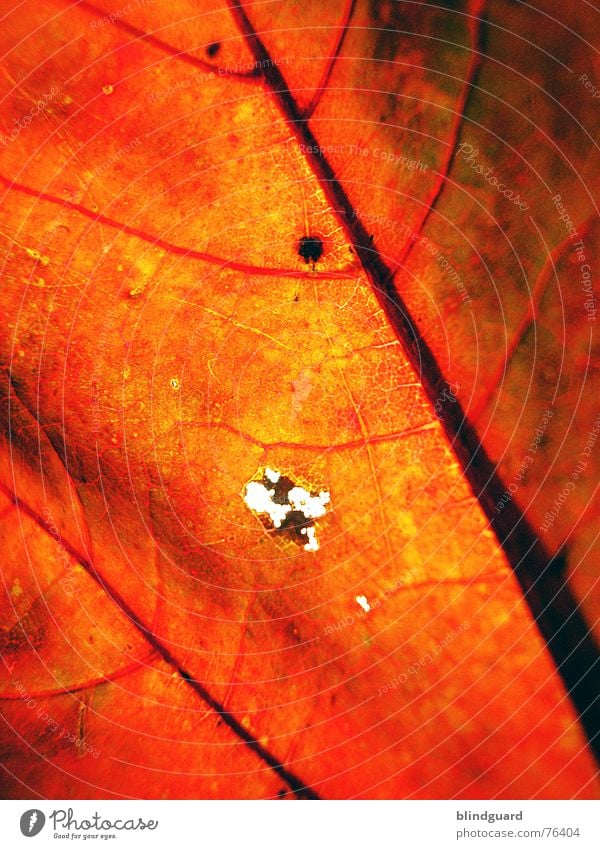 Herbstmode .:!:. Blatt Gefäße rot Tod stoßen Physik fein trocken welk Geäst Ahorn gelb Hintergrundbild Makroaufnahme Nahaufnahme autumn leaf Loch Sonne Wärme